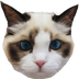 Taylor Swift's Cat BENJILOGO